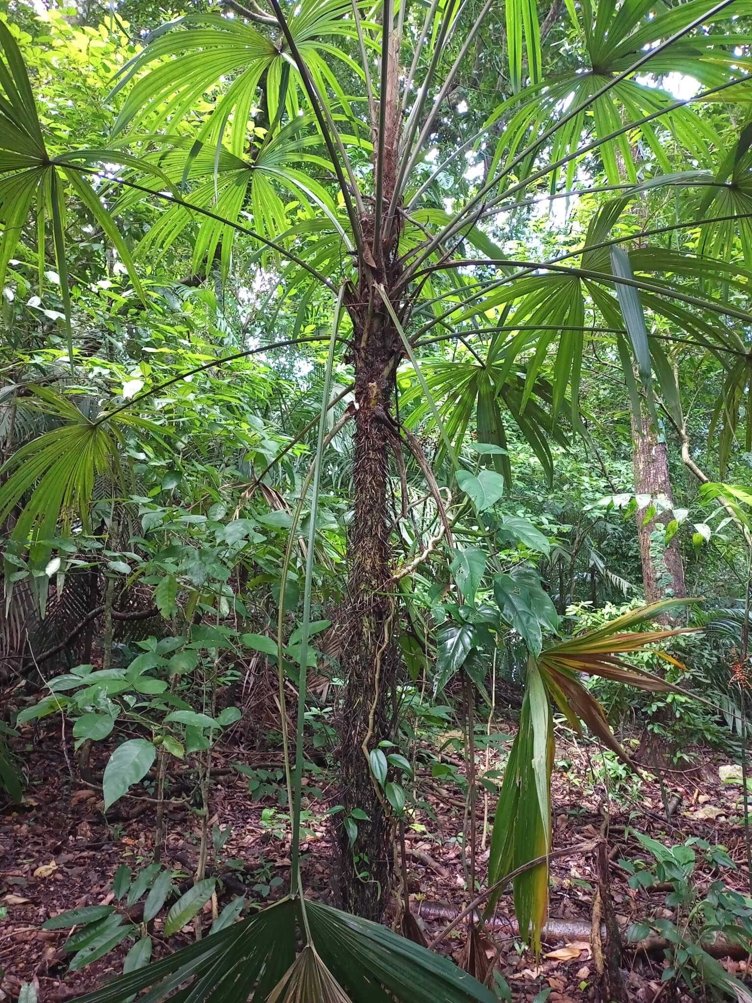 Cryosophila stauracantha